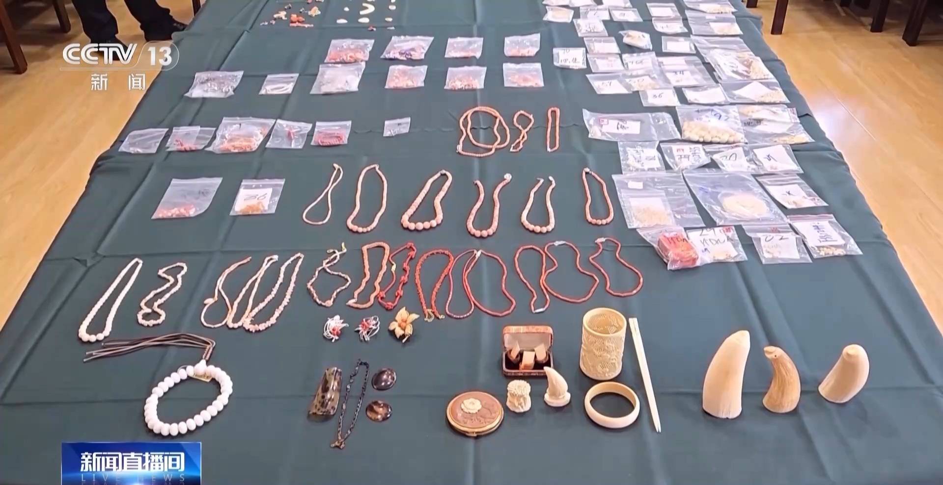 行李内藏乌龟、鳄鱼 海关查获多只濒危活体动物