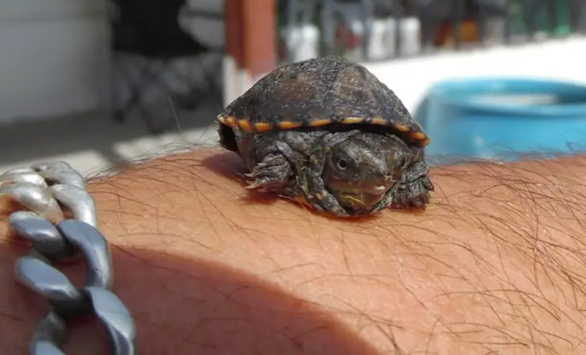 极度濒危的微型龟种瓦哈卡泥龟在瓜达拉哈拉动物园成功孵化，我们国内已经批量化繁殖