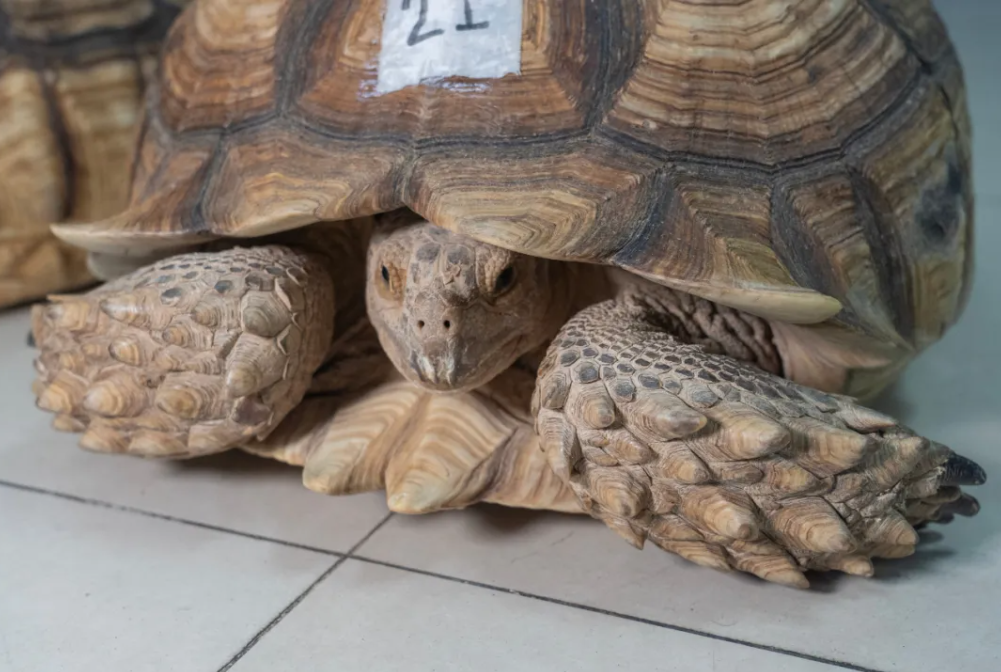 龟龟的天终于亮了,拱北海关截获濒危物种苏卡达陆龟3只