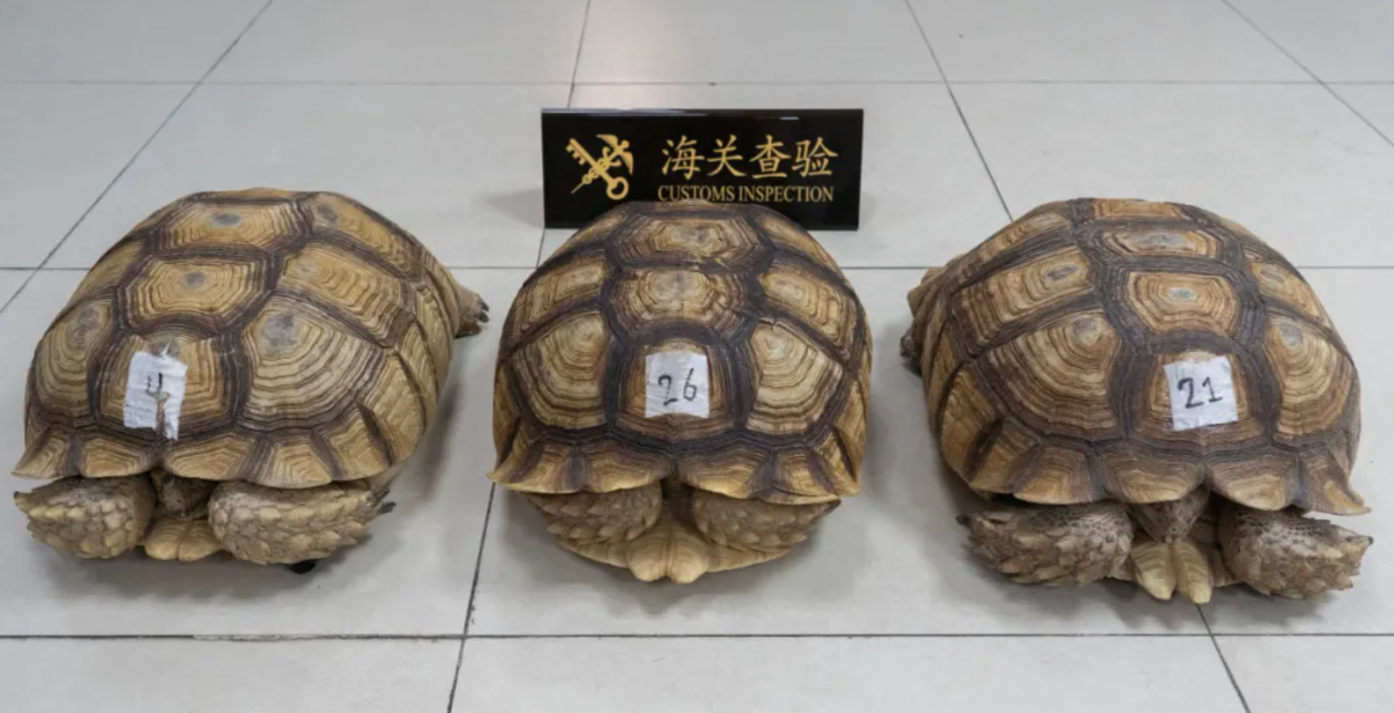 龟龟的天终于亮了，拱北海关截获濒危物种苏卡达陆龟3只