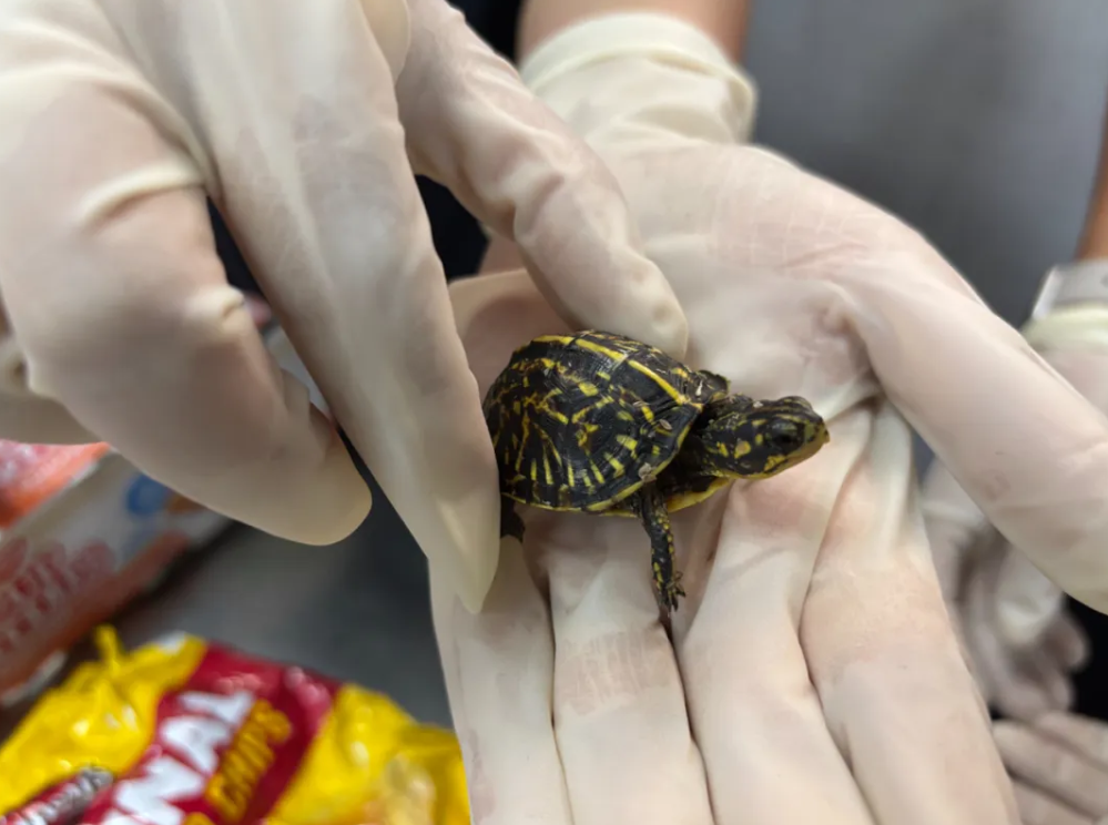 差点泡汤，天津滨海机场海关查获活体1只“异宠”卡罗莱纳箱龟