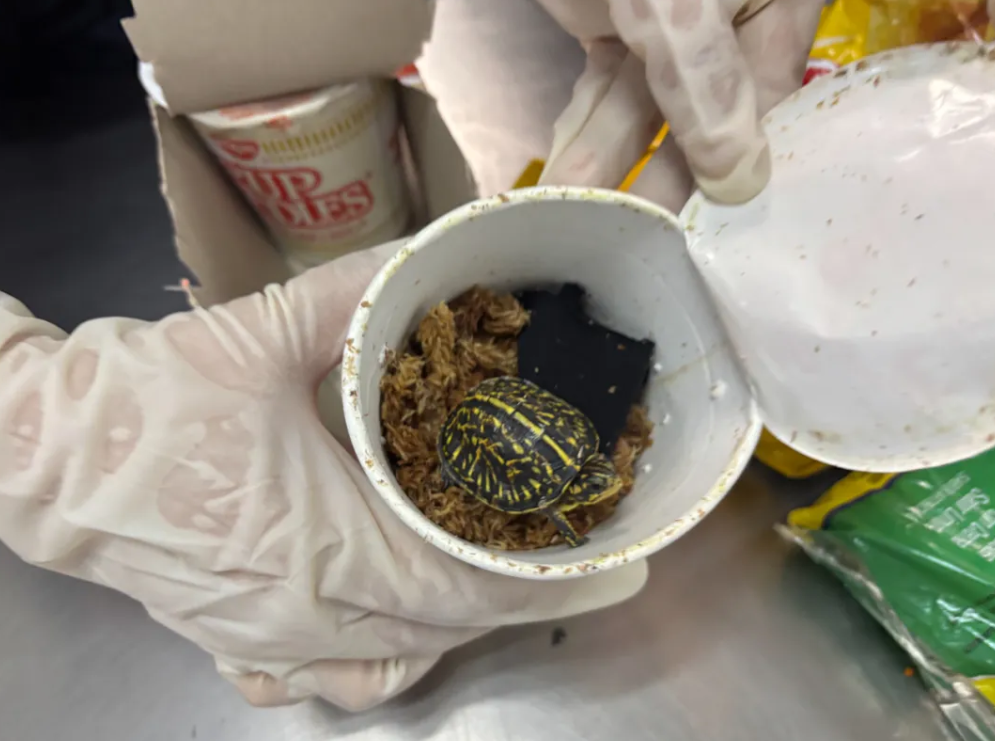 差点泡汤，天津滨海机场海关查获活体1只“异宠”卡罗莱纳箱龟