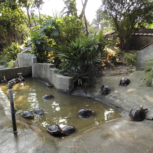 [黄缘] 太仓丰达种龟场· 张景春创办