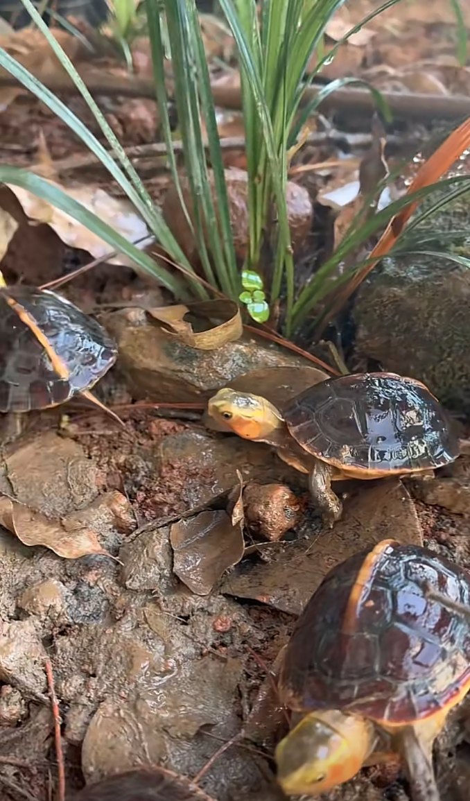 [黄缘] 太仓丰达种龟场· 张景春创办