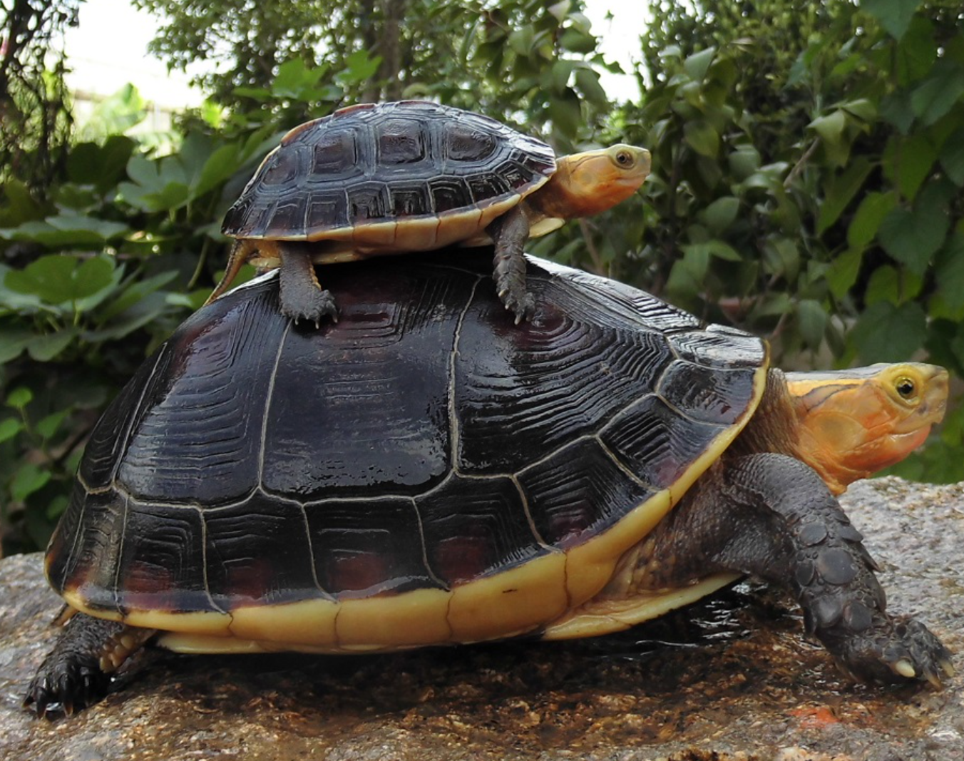 [黄缘] 太仓丰达种龟场· 张景春创办