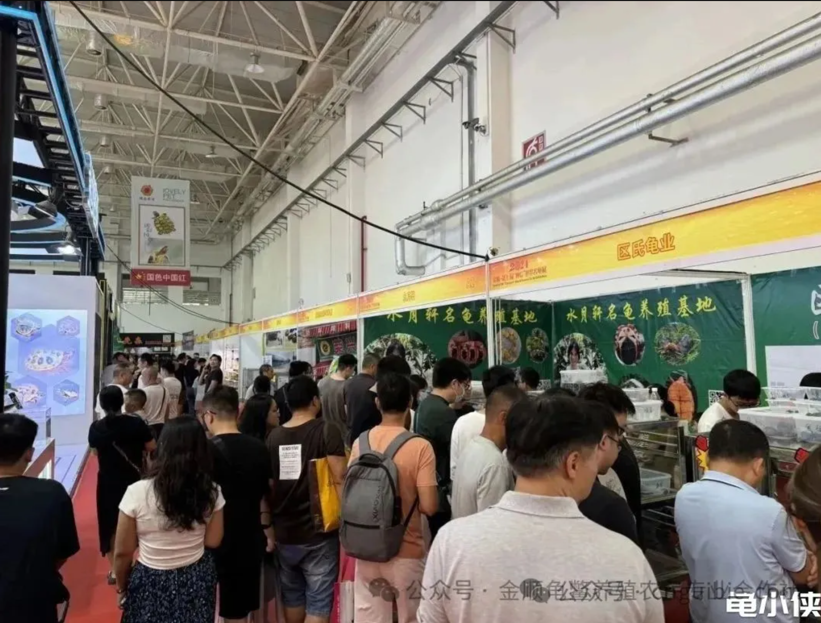 2025第八届“仲信”世界名龟展9月19日在顺德陈村璀璨启幕