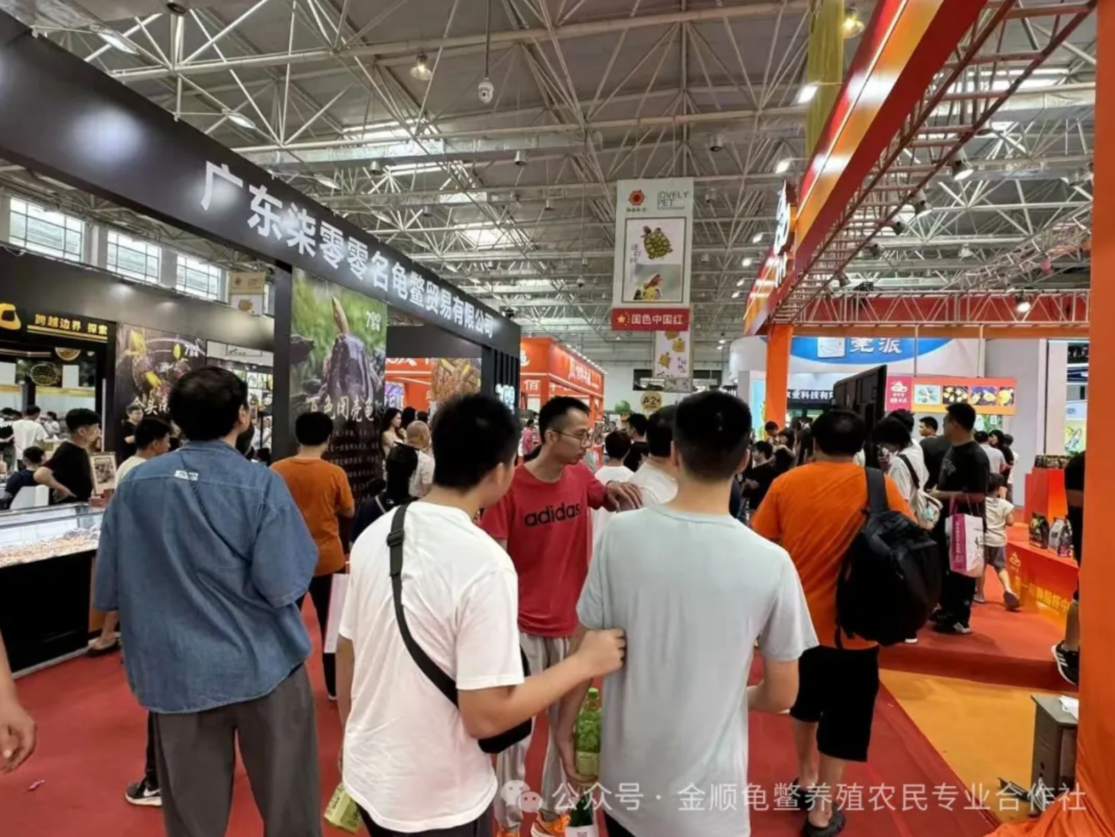 2025第八届“仲信”世界名龟展9月19日在顺德陈村璀璨启幕