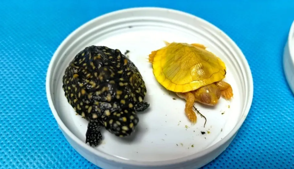 解救52只活龟出圈套，有4只乌龟为濒危物种，为2只斑点池龟和2只麝香龟