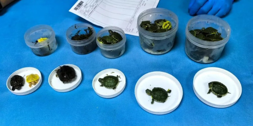 解救52只活龟出圈套,有4只乌龟为濒危物种,为2只斑点池龟和2只麝香龟