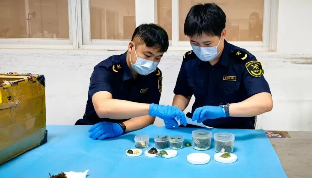 解救52只活龟出圈套，有4只乌龟为濒危物种，为2只斑点池龟和2只麝香龟