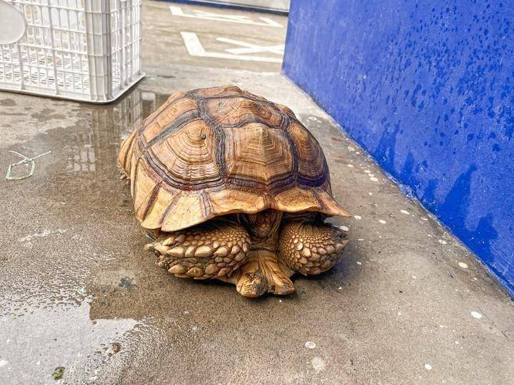 “巨型龟”苏卡达陆龟被弃养田间， 民警一查来头不小：外来的保护动物