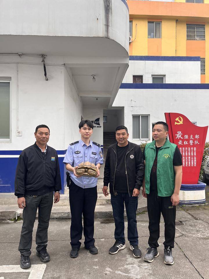 “巨型龟”苏卡达陆龟被弃养田间， 民警一查来头不小：外来的保护动物