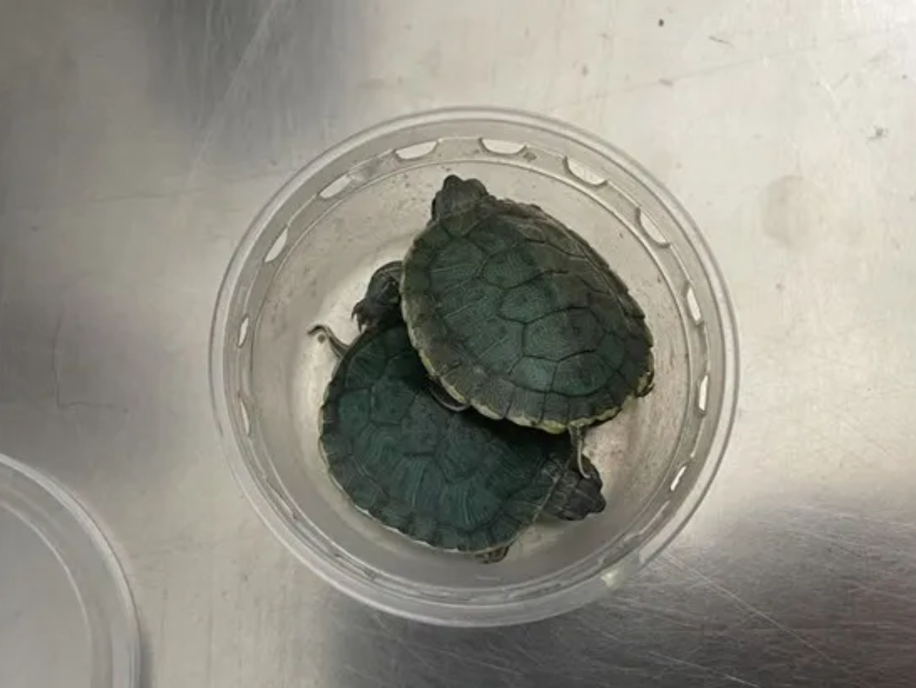 狗拿彩龟一本正经,北京海关查获外来物种红耳彩龟2只