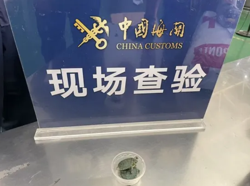 狗拿彩龟一本正经，北京海关查获外来物种红耳彩龟2只