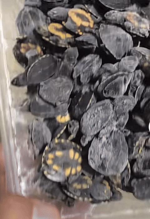 炸锅！神秘龟友 115 只果核蛋龟一夜团灭，损失超 10 万？