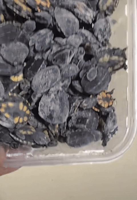 炸锅！神秘龟友 115 只果核蛋龟一夜团灭，损失超 10 万？