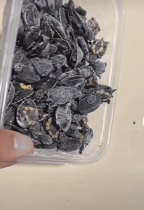 炸锅！神秘龟友 115 只果核蛋龟一夜团灭，损失超 10 万？