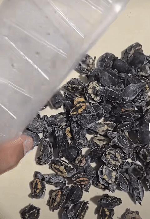 炸锅！神秘龟友 115 只果核蛋龟一夜团灭，损失超 10 万？