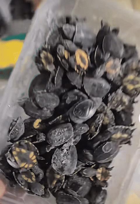 炸锅！神秘龟友 115 只果核蛋龟一夜团灭，损失超 10 万？