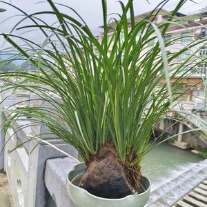 [造景绿植]山野蕨类