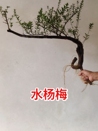 [造景绿植]山野蕨类