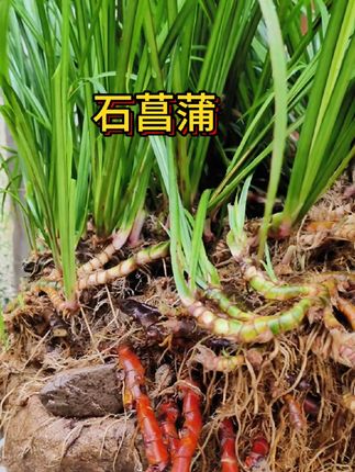 [造景绿植]山野蕨类