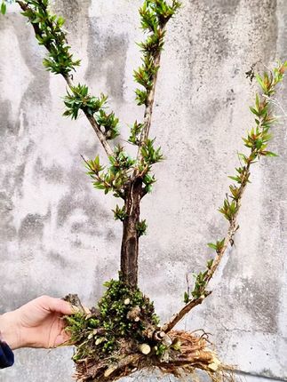 [造景绿植]山野蕨类