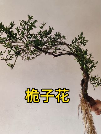 [造景绿植]山野蕨类