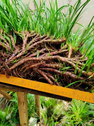 [造景绿植]山野蕨类