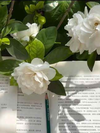 [造景绿植]山野蕨类