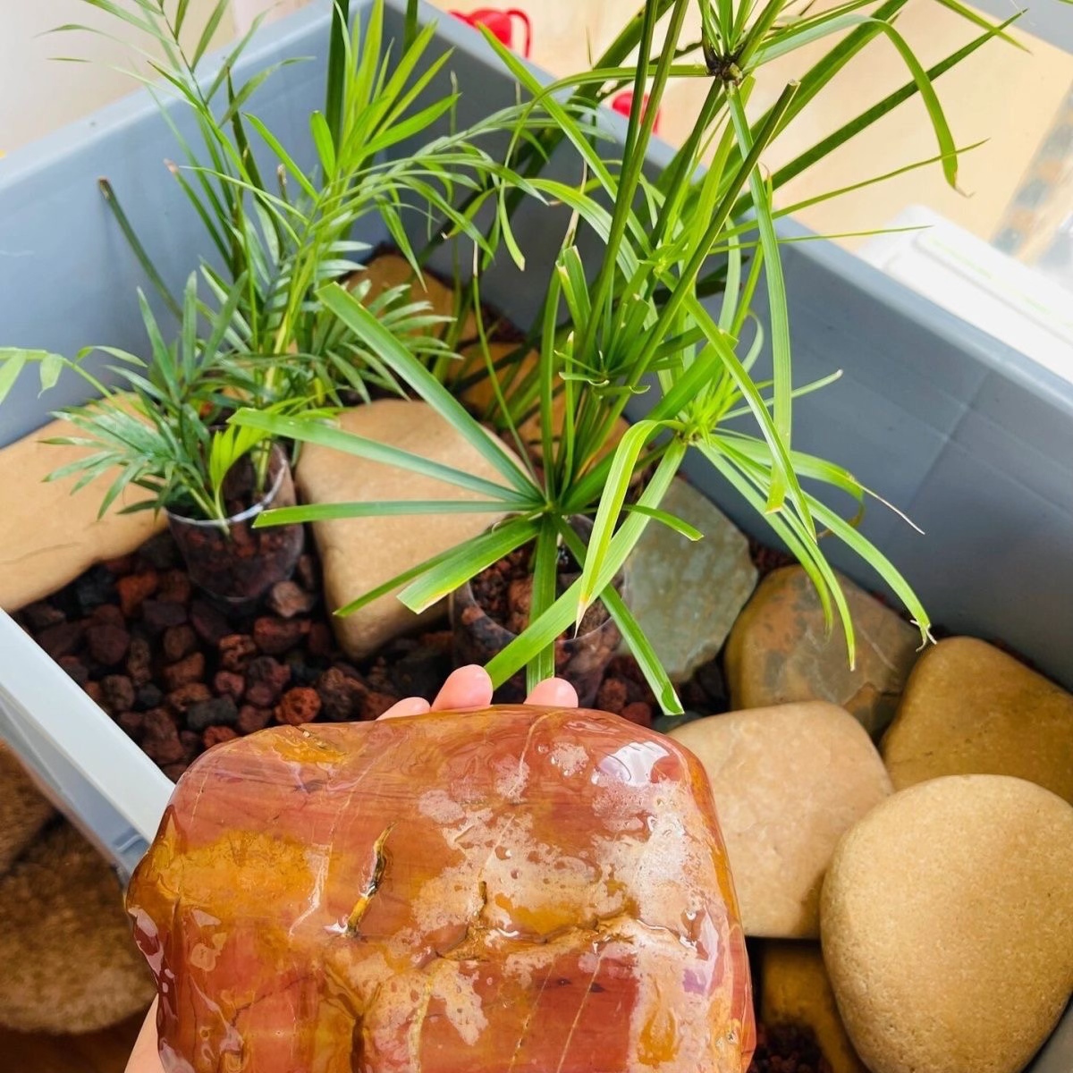 [黄蜡石]梅梅黄蜡石