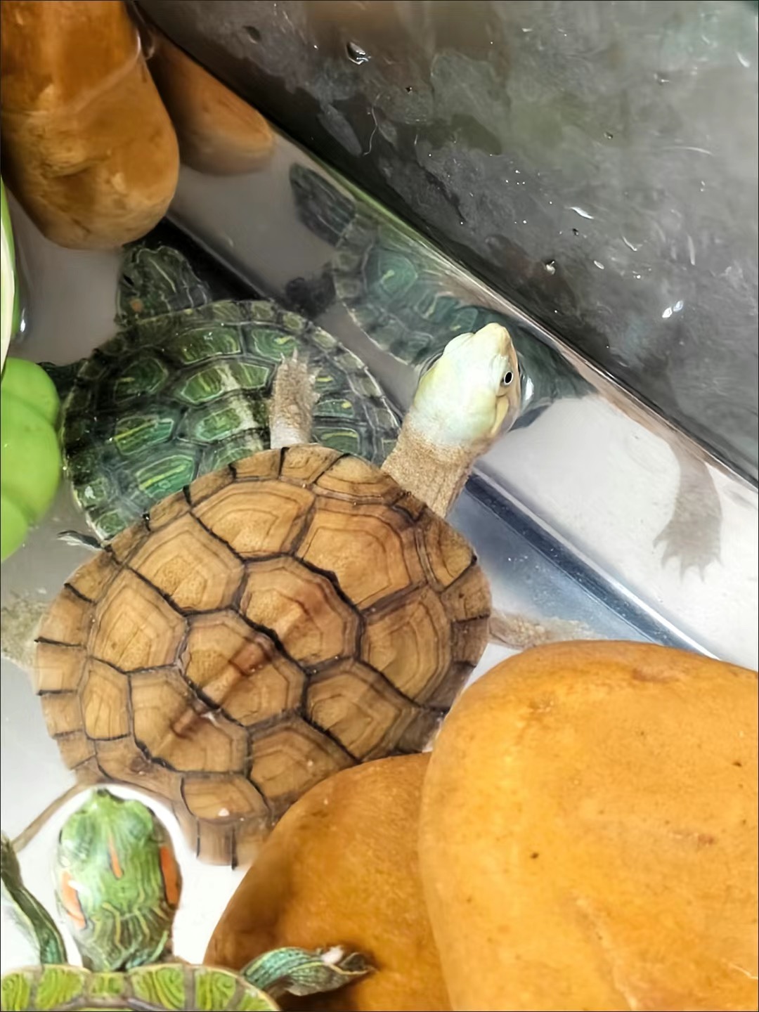 [黄蜡石]梅梅黄蜡石