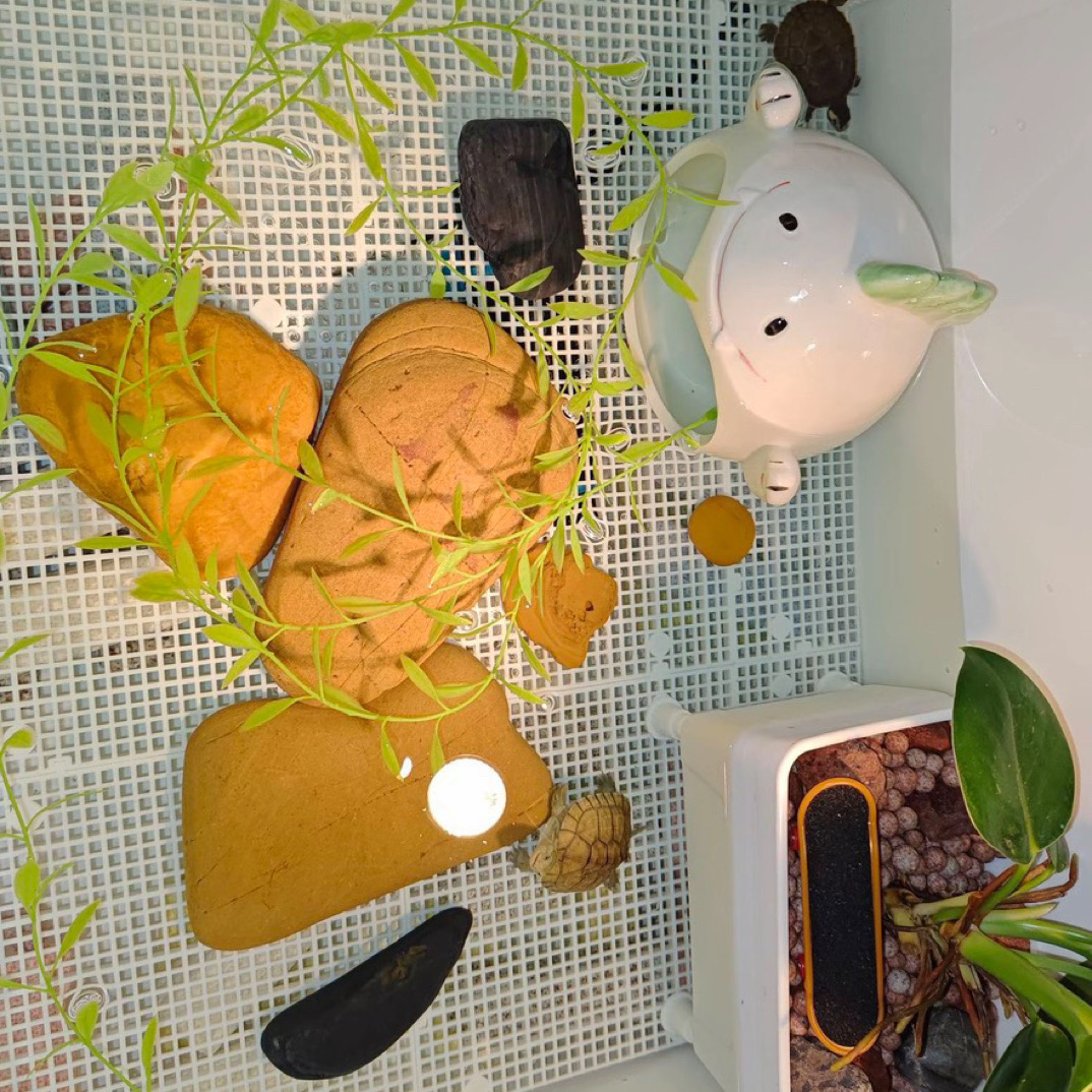 [黄蜡石]梅梅黄蜡石