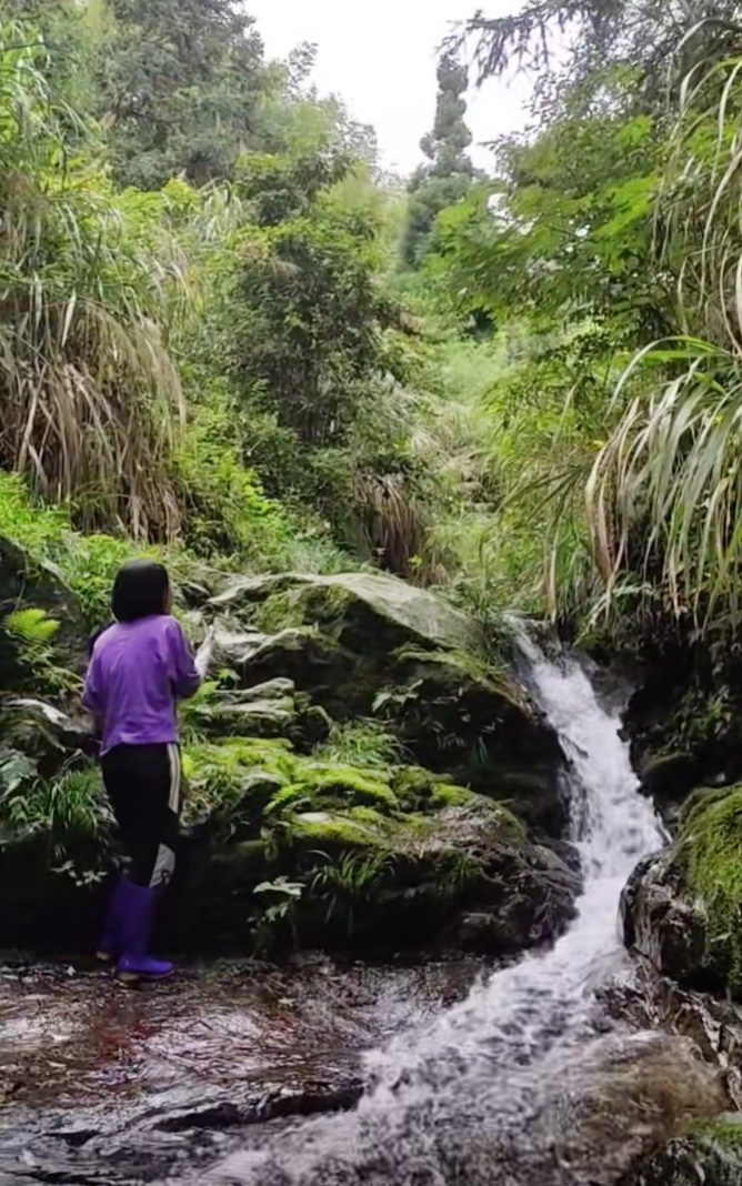 [造景绿植]山野蕨类