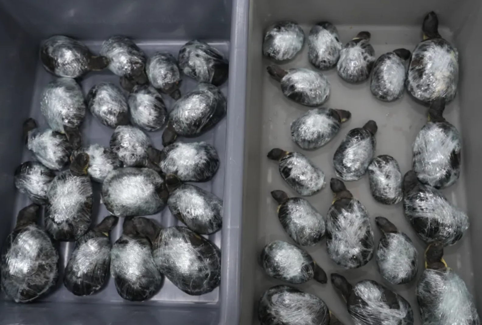 宽松的裙子下2旅客带了68只侏儒侧颈龟，海关发布：龟龟龟的天终于亮了