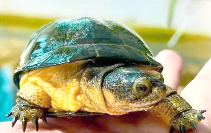 宽松的裙子下2旅客带了68只侏儒侧颈龟，海关发布：龟龟龟的天终于亮了