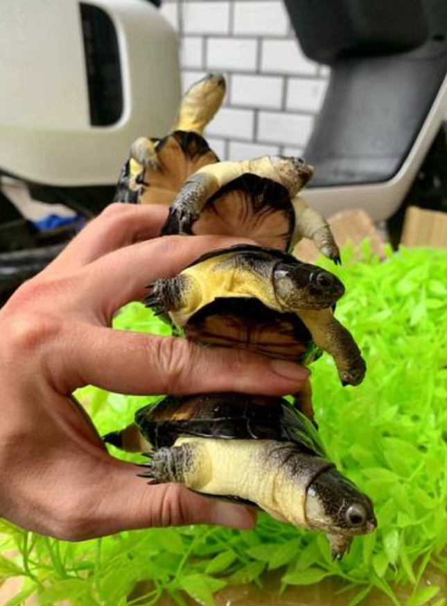 宽松的裙子下2旅客带了68只侏儒侧颈龟，海关发布：龟龟龟的天终于亮了