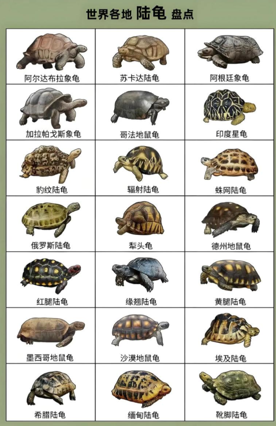 江西芦溪县林业局查处一起非法狩猎野生动物案：蛇、鸟和陆龟