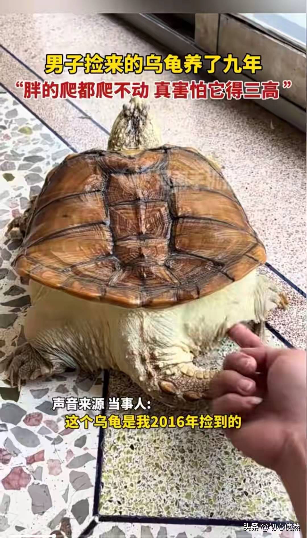 广东男子养龟9年，把它喂成“小煤气罐”，如今爬都爬不动