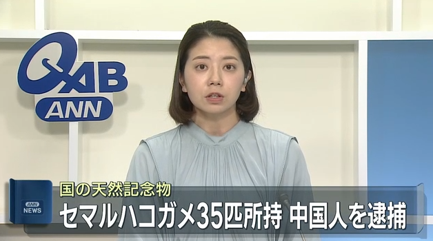 在车内发现35只国宝级保护动物“黄缘盒龟”，一名中国男子被日本警方逮捕