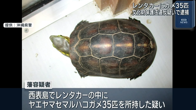 在车内发现35只国宝级保护动物“黄缘盒龟”，一名中国男子被日本警方逮捕