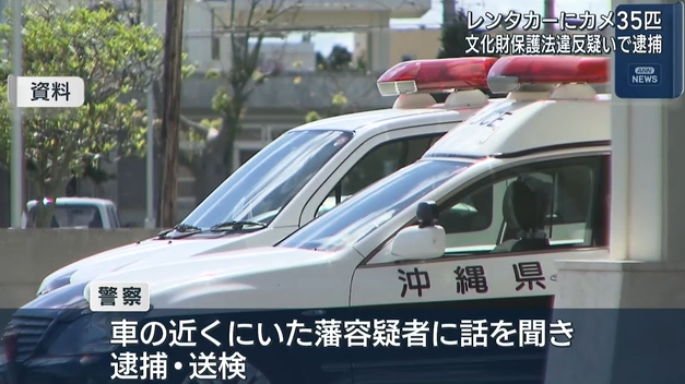 在车内发现35只国宝级保护动物“黄缘盒龟”，一名中国男子被日本警方逮捕