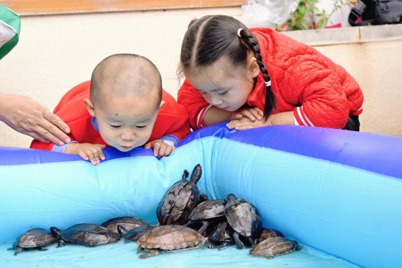 童台村龟宠秀落幕 特色产业绘就共富新图景