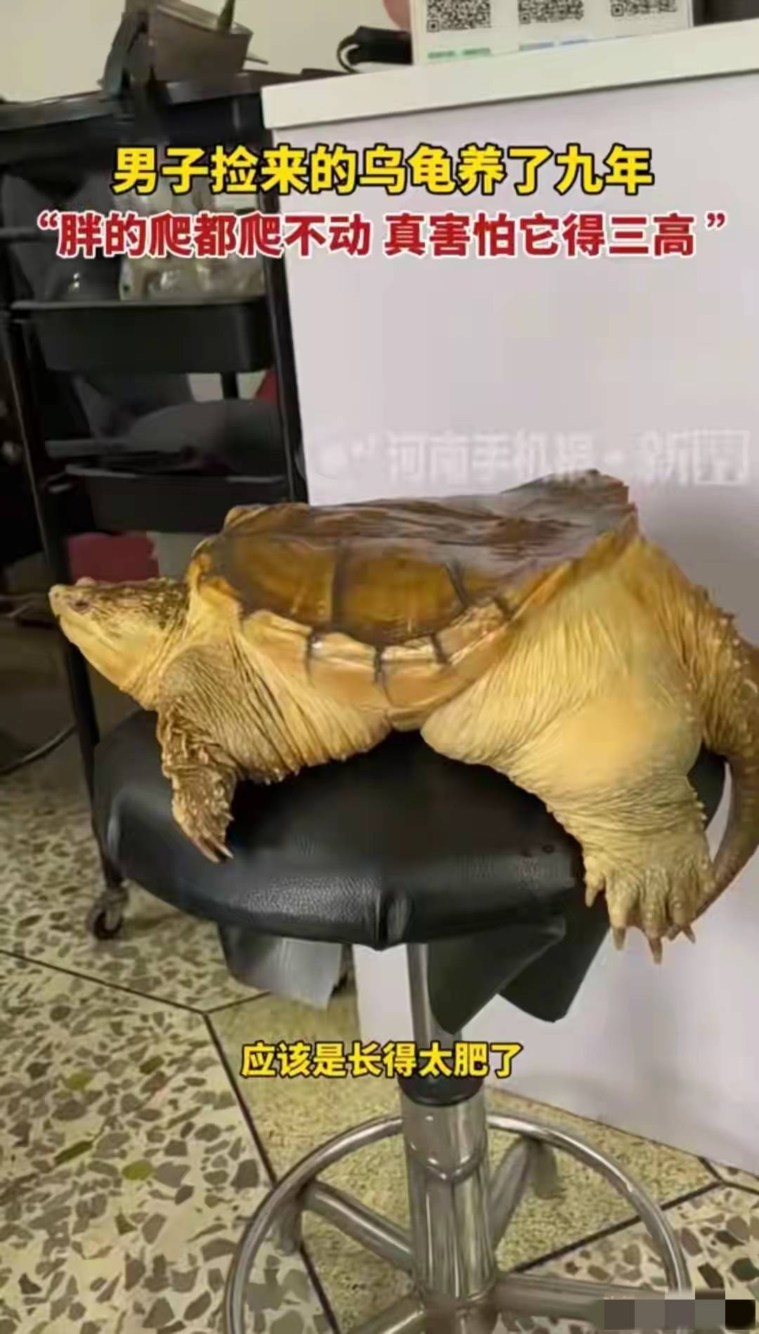 广东男子养龟9年，把它喂成“小煤气罐”，如今爬都爬不动