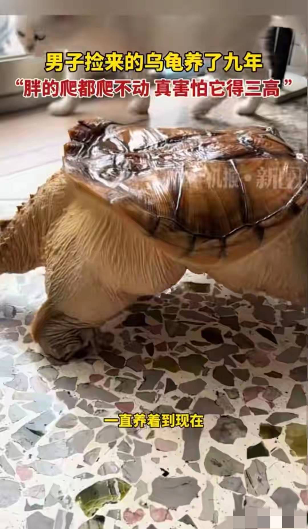 广东男子养龟9年，把它喂成“小煤气罐”，如今爬都爬不动