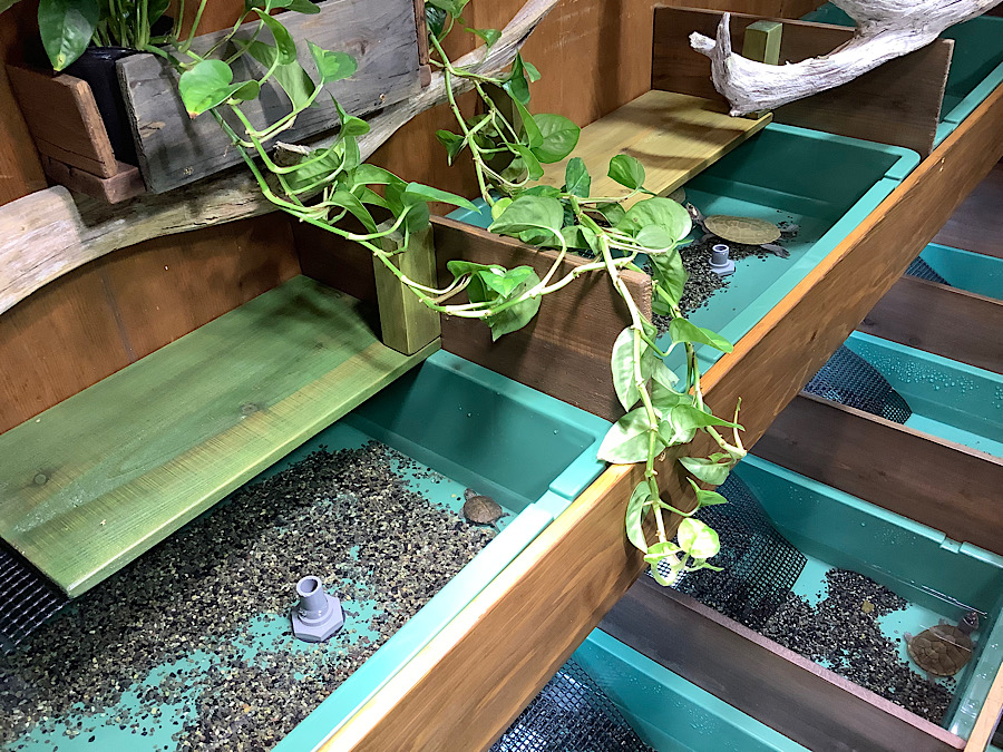 kamechikara / 日本