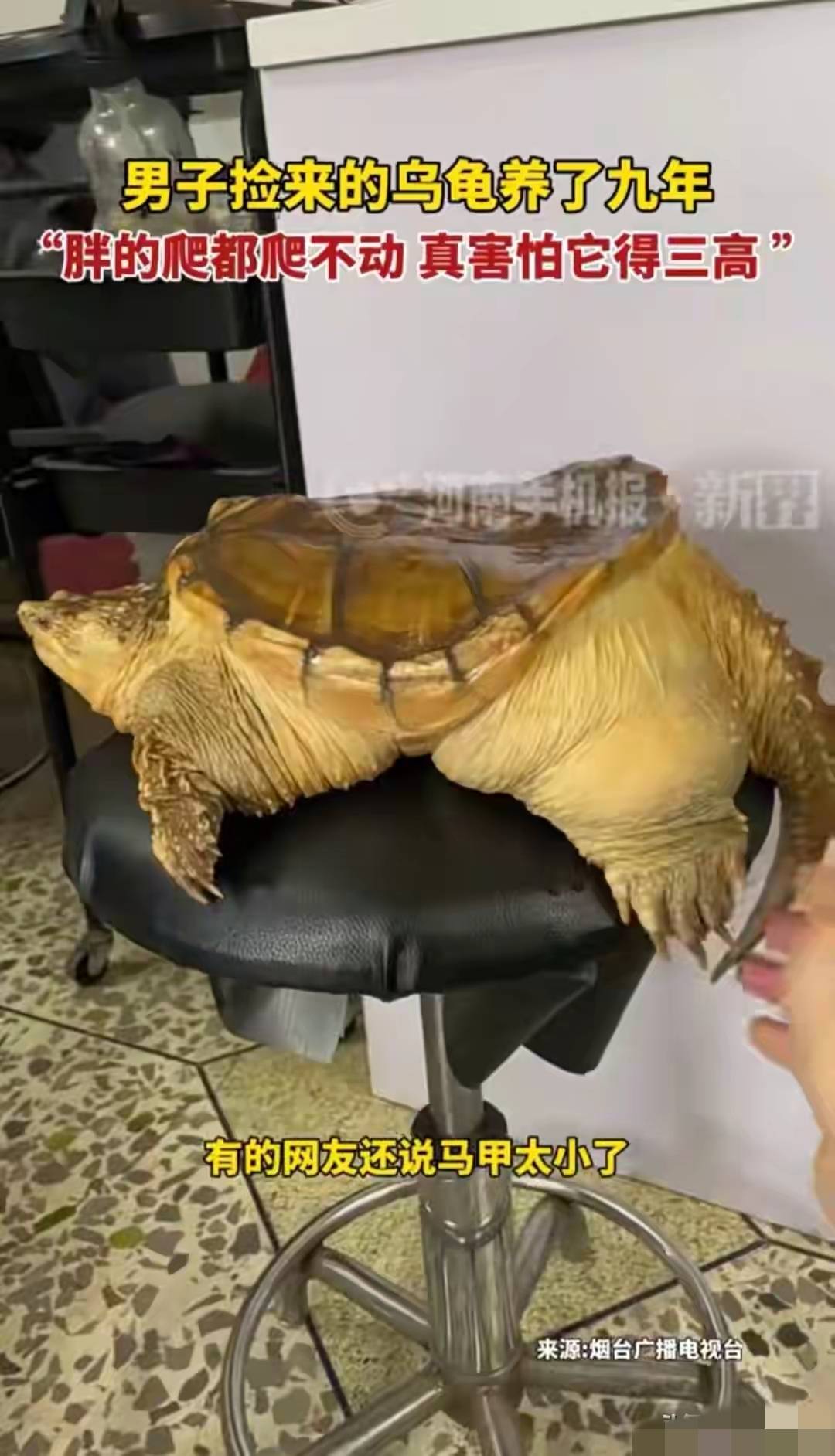 广东男子养龟9年，把它喂成“小煤气罐”，如今爬都爬不动