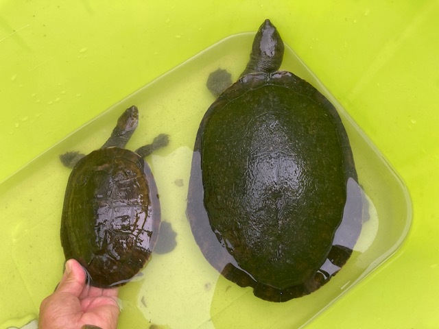 Turtle Farm YattoKame / 日本