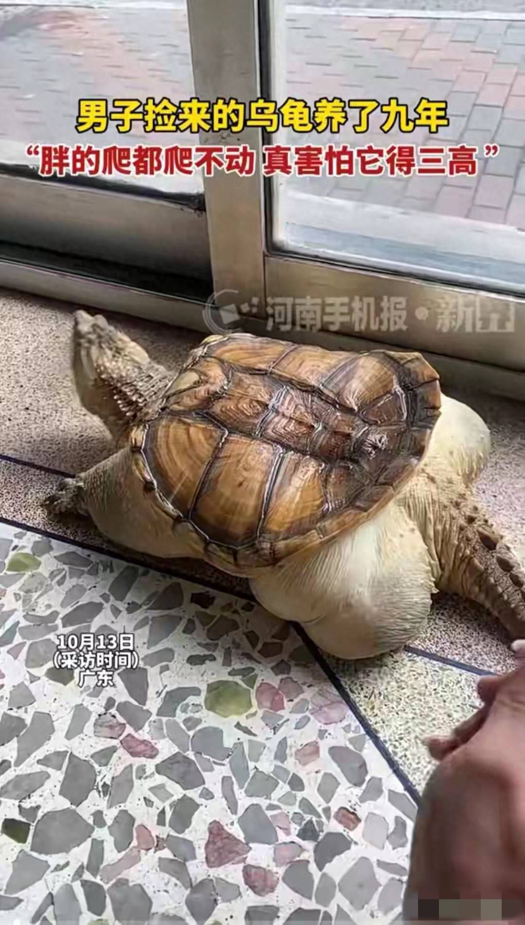 广东男子养龟9年，把它喂成“小煤气罐”，如今爬都爬不动