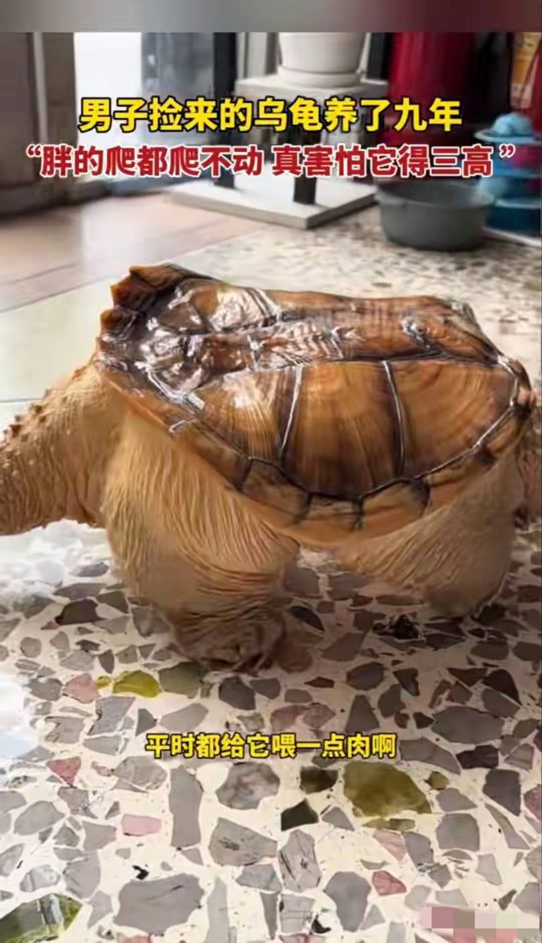 广东男子养龟9年，把它喂成“小煤气罐”，如今爬都爬不动